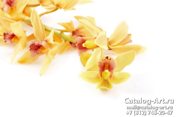 Yellow orchids 2